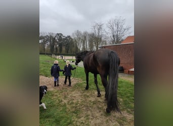 KWPN, Mare, 7 years, 17.2 hh, Black