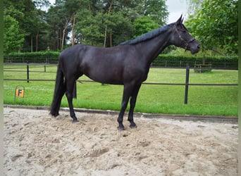 KWPN, Mare, 7 years, 17.2 hh, Black