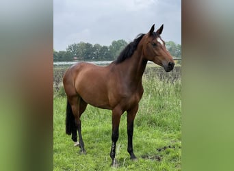 KWPN, Mare, 7 years, 17 hh, Brown