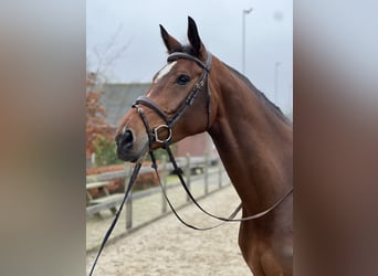 KWPN, Mare, 7 years, 17 hh, Brown