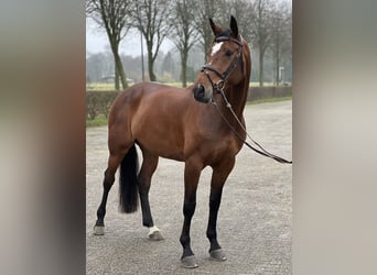 KWPN, Mare, 7 years, 17 hh, Brown