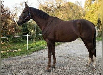 KWPN, Mare, 7 years, 17 hh, Chestnut-Red