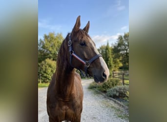 KWPN, Mare, 7 years, 17 hh, Chestnut-Red