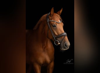 KWPN, Mare, 7 years, 17 hh, Chestnut-Red