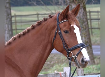 KWPN, Mare, 7 years, 17 hh, Chestnut-Red