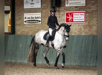 KWPN, Mare, 7 years, 17 hh, Gray