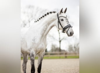 KWPN, Mare, 7 years, 17 hh, Gray