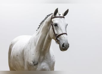 KWPN, Mare, 7 years, 17 hh