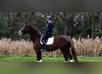 KWPN, Mare, 7 years, 17,1 hh, Chestnut-Red