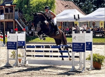 KWPN, Mare, 7 years, 17,2 hh, Smoky-Black