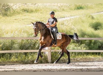 KWPN, Mare, 7 years, Bay-Dark