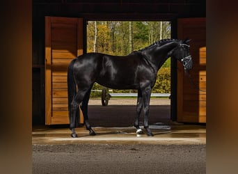 KWPN, Mare, 7 years, Black