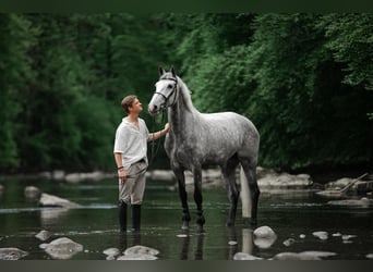 KWPN, Mare, 7 years, Grey