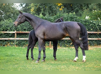 KWPN, Mare, 7 years, Smoky-Black