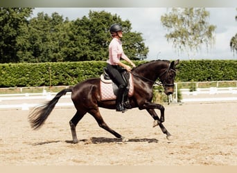 KWPN, Mare, 8 years, 15.1 hh, Smoky-Black