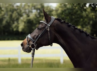 KWPN, Mare, 8 years, 15.1 hh, Smoky-Black