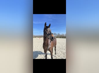 KWPN, Mare, 8 years, 15.2 hh, Bay-Dark