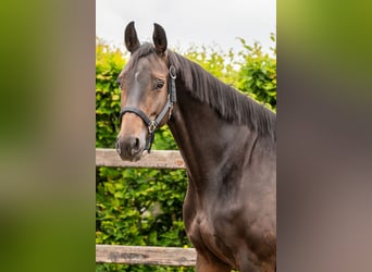 KWPN, Mare, 8 years, 15,3 hh, Brown