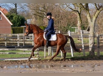 KWPN, Mare, 8 years, 15.3 hh, Chestnut