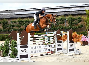 KWPN, Mare, 8 years, 15,3 hh, Brown