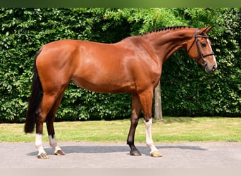 KWPN, Mare, 8 years, 15,3 hh, Brown