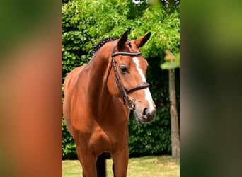 KWPN, Mare, 8 years, 15,3 hh, Brown