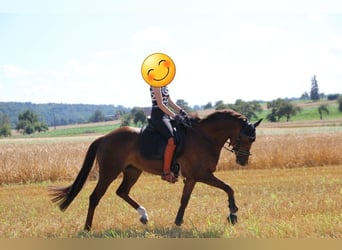 KWPN, Mare, 8 years, 15,3 hh, Chestnut