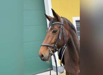 KWPN, Mare, 8 years, 16.1 hh, Bay-Dark