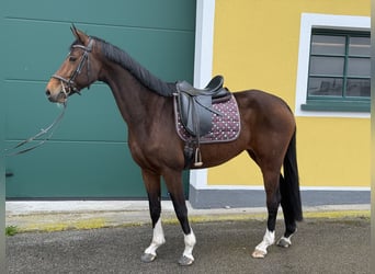 KWPN, Mare, 8 years, 16.1 hh, Bay-Dark