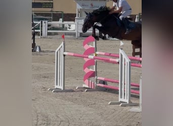 KWPN, Mare, 8 years, 16.1 hh, Bay-Dark