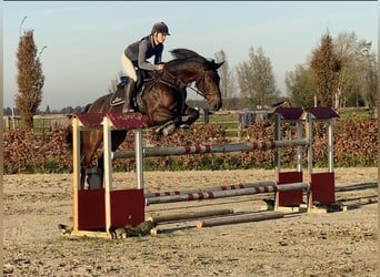 KWPN, Mare, 8 years, 16.1 hh, Bay-Dark