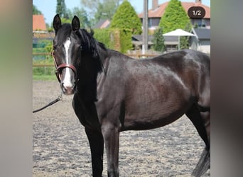 KWPN, Mare, 8 years, 16,1 hh, Black