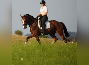 KWPN, Mare, 8 years, 16,1 hh, Brown