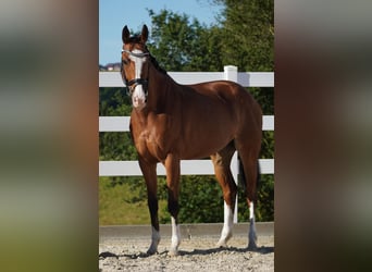 KWPN, Mare, 8 years, 16,1 hh, Brown