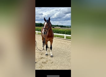 KWPN, Mare, 8 years, 16,1 hh, Brown