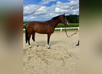 KWPN, Mare, 8 years, 16,1 hh, Brown