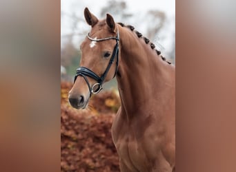 KWPN, Mare, 8 years, 16,1 hh, Chestnut