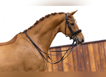 KWPN, Mare, 8 years, 16.1 hh, Chestnut-Red