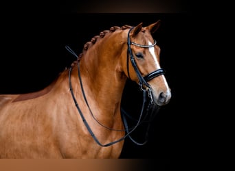 KWPN, Mare, 8 years, 16.1 hh, Chestnut-Red