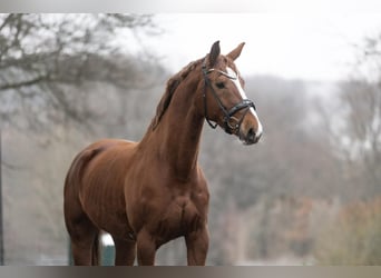 KWPN, Mare, 8 years, 16.1 hh, Chestnut-Red