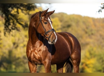 KWPN, Mare, 8 years, 16.1 hh, Chestnut-Red