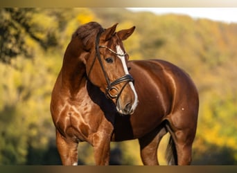 KWPN, Mare, 8 years, 16.1 hh, Chestnut-Red