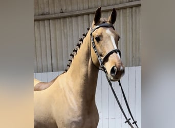 KWPN, Stute, 8 Jahre, 16,1 hh, Dunkelfuchs