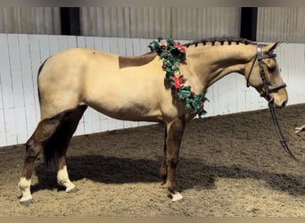 KWPN, Mare, 8 years, 16.1 hh, Chestnut