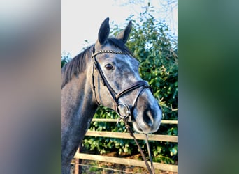 KWPN, Mare, 8 years, 16,1 hh, Gray