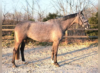 KWPN, Mare, 8 years, 16,1 hh, Gray