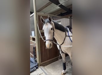 KWPN, Mare, 8 years, 16.1 hh, Gray