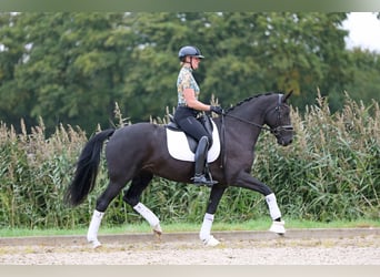 KWPN, Mare, 8 years, 16.1 hh, Smoky-Black