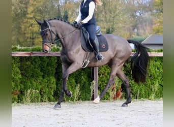 KWPN, Mare, 8 years, 16,1 hh, Smoky-Black