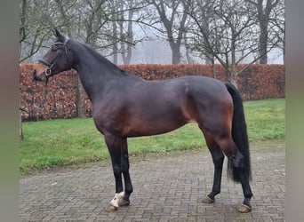 KWPN, Mare, 8 years, 16,2 hh, Bay-Dark